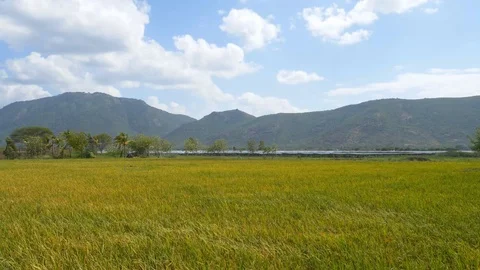 Lush green field with mountain range in background in rural India Stock Footage 111303805