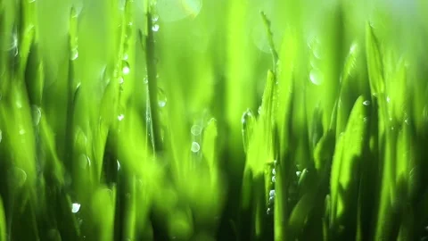 Lush green field with raindrops on the grass Stock Footage 314610314