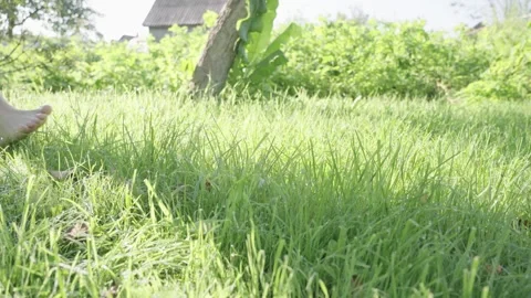 A lush green field with a tree in the background Stock Footage 323177931