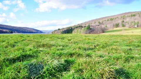 Lush green field in the wind winter cold day Stock Footage 256241918