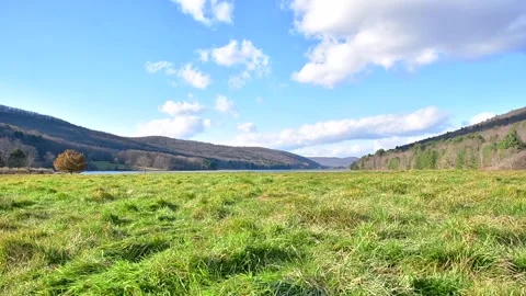 Lush green field in the wind winter cold day Stock Footage 256242407