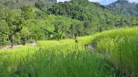 Lush Green Fields and Mountain Slopes in Sunlight Stock-Footage 340277938