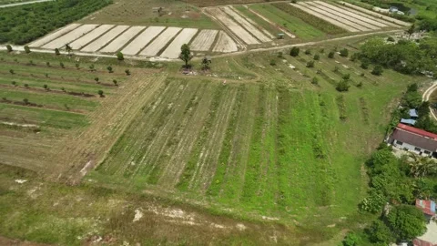 Lush green fields and rows of crops captured from above near the river on a Stock Footage 316446380