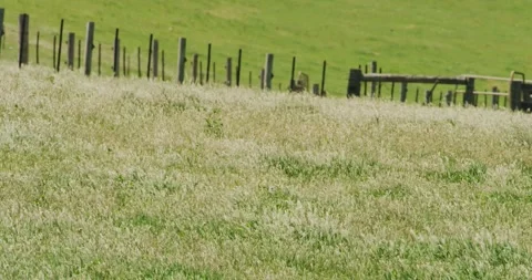 Lush Green Fields in Australian Rural Landscape Video stock 330384249
