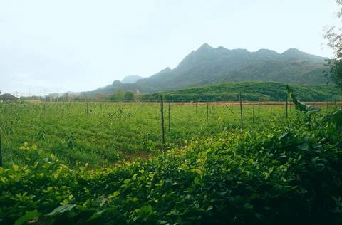 Lush green fields with mountains in the backdrop Stock Photos