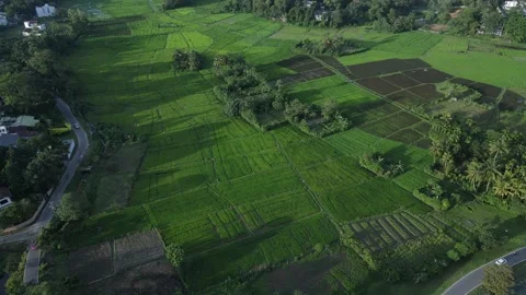 Lush green fields of paddy Stock Footage 296931002