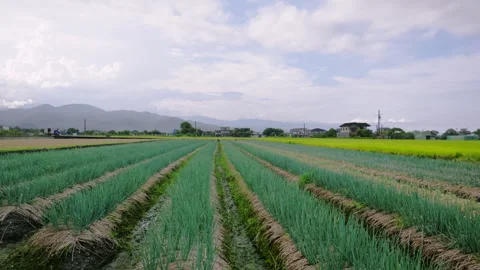 Lush green fields in Sanxing Township, Yilan County, Taiwan Stock-Footage 342025392