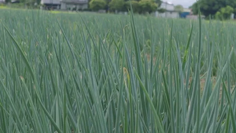 Lush green fields in Sanxing Township, Yilan County, Taiwan Stock-Footage 342025398