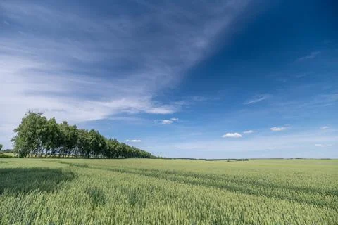 Lush green fields sparkle under the sun with a gentle breeze dancing through  Stock Photos