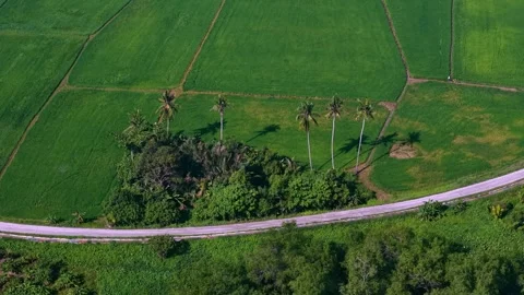Lush green fields stretch wide and flat 库存影片 344803920