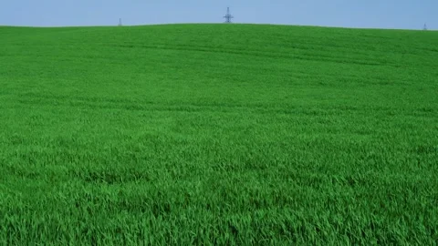 Lush Green Fields Stretching Out Under a Clear Blue Sky in a Beautiful Stock Footage 308118388