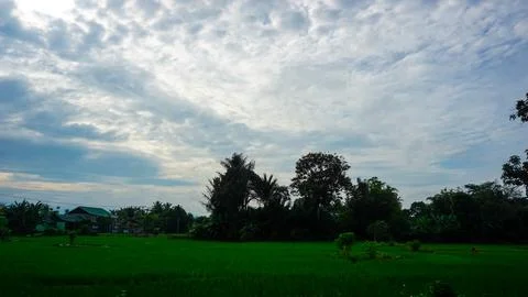 Lush Green Fields With Trees Under an Overcast Sky 스톡 사진