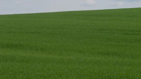Lush Green Fields Under a Bright Blue Sky A Perfect Representation of Natures Stock Footage 309334580