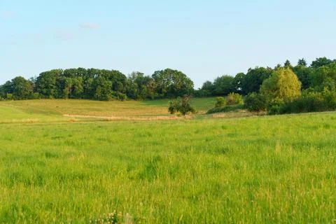 Lush Green Fields Under Clear Blue Sky Stock-Fotos