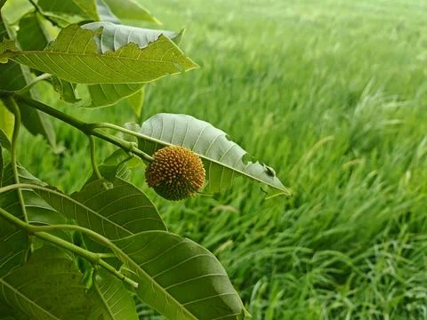 Lush Green Fields with Unique Seed Pod Hanging from Leafy Branch Stock Photos