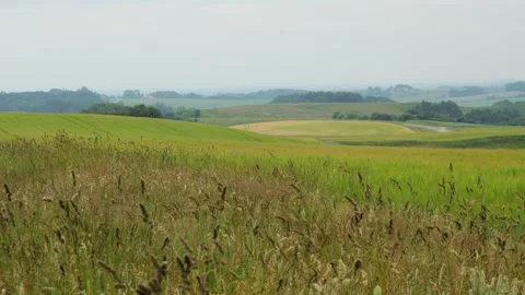 Lush green fields waving in the wind Stock Footage 338073079