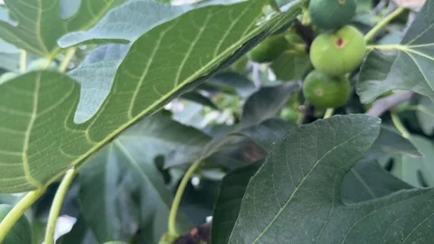 Lush green fig tree branch with unripe figs surrounded by vibrant green leaves Stock Footage 310142376