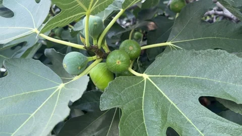 Lush green fig tree branch with unripe figs Stock Footage 310142884