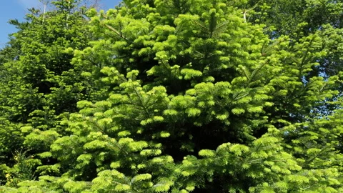 Lush green fir tree branches waving in the wind Stock Footage 343893157