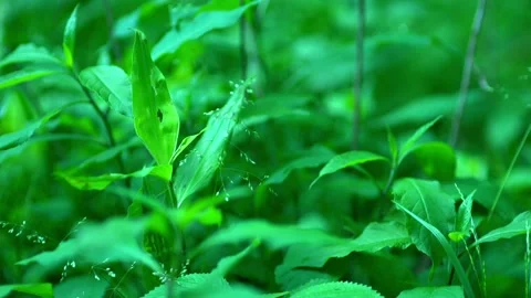 Lush green foliage background Stock Footage 133659041
