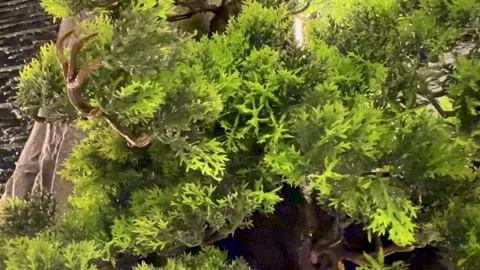 Lush green foliage of a bonsai tree with intricate branches and textured ba.. Vídeos de archivo 339296308