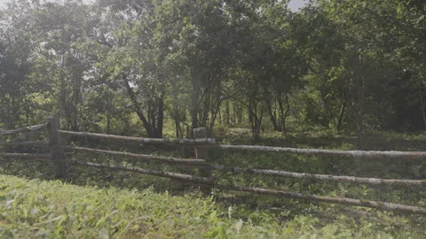 Lush green foliage bordering rustic wooden fence Stock Footage 304646928