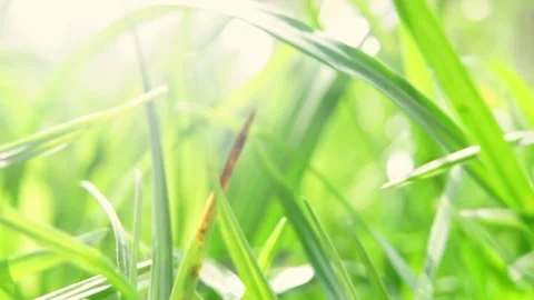 Lush green foliage. Camera moving through fresh juicy grass lawn in sunny day Stock Footage 233543107