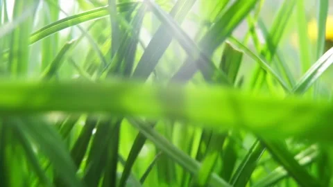 Lush green foliage. Camera moving through fresh juicy grass lawn in sunny day Stock Footage 234047955