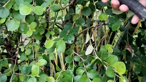 Lush Green Foliage: Close-Up of Round Leaves and Branches in a Natural Settin Stock Footage 321117052