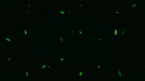 Lush green foliage confetti rain falling on dark screen, nature abstract loop Stock Footage 333799554