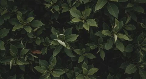 Lush green foliage creating a dense natural pattern and organic background Stock Photos