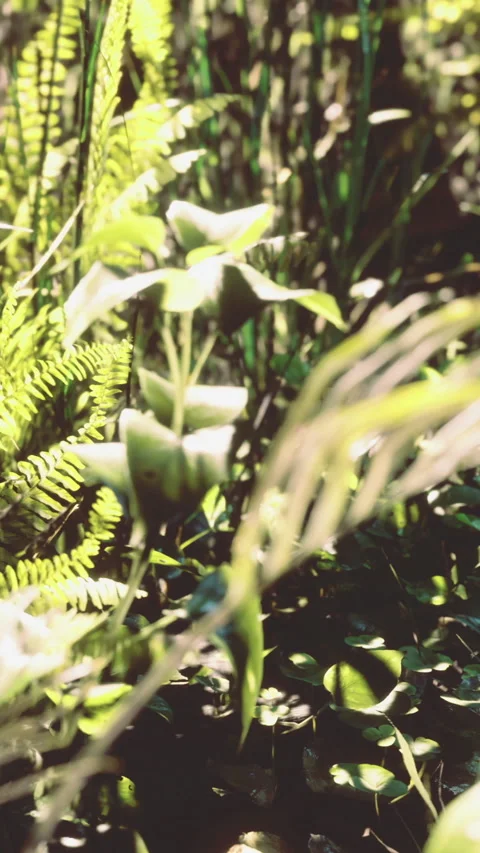 Lush green foliage dancing in gentle sunlight beneath a tranquil sky Video stock 334246746