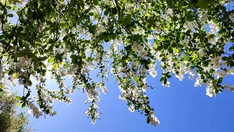 Lush green foliage with delicate white flowers hanging against a clear blue sky Stock Footage 312253953