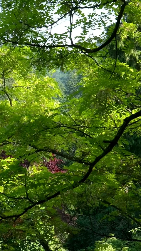 Lush green foliage, dense vegetation, tropical leaves, vibrant jungle plants Stock Footage 306935654
