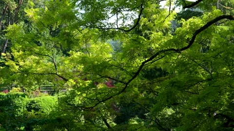 Lush green foliage, dense vegetation, tropical leaves, vibrant jungle plants Stock Footage 306935837