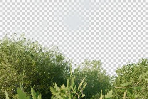Lush green foliage dominates the lower frame, reaching upwards towards Stock Illustration