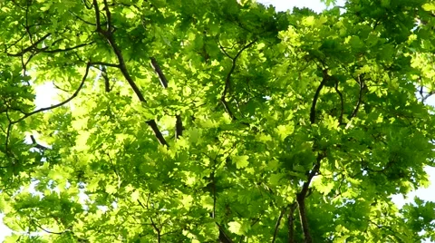 Lush green foliage of English oak blown by wind on a sunny day Stock Footage