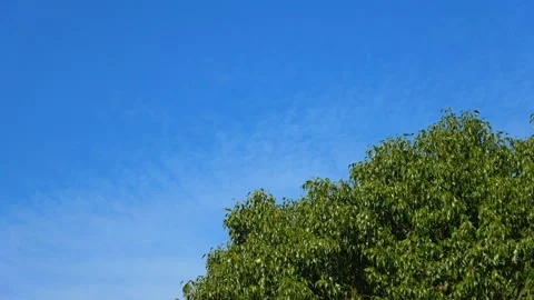 Lush green foliage Stock Footage 278434490