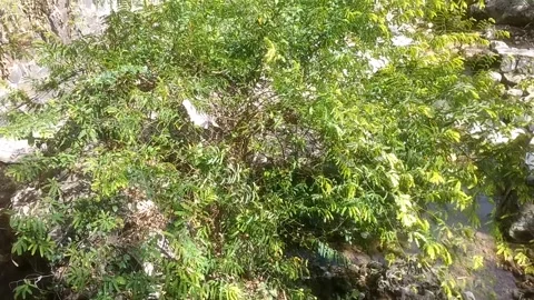 Lush Green Foliage 스톡 동영상 334836907