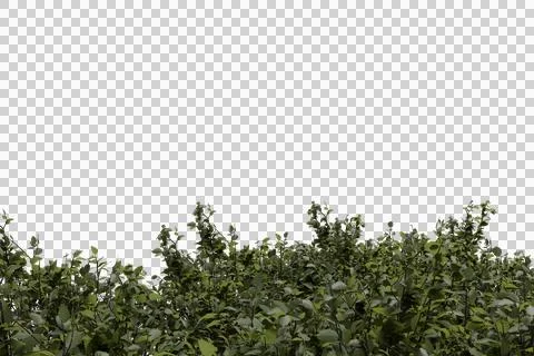 Lush green foliage forms a vibrant horizontal border Stock Photos