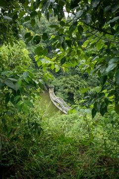 Lush green foliage frames a narrow river path Stock Photos