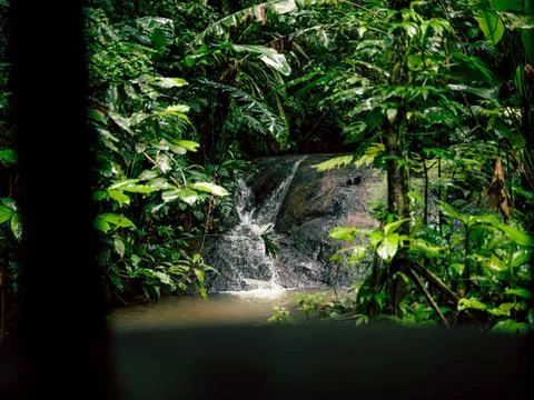 Lush green foliage frames a tiny waterfall Stock Photos
