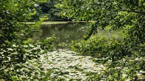 Lush green foliage frames a tranquil pond covered in lily pads and a few duck Foto stock