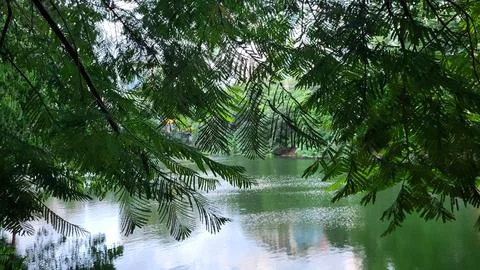 Lush green foliage frames a tranquil lake, creating a serene natural scene. Fotos Stock
