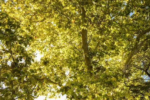 Lush green foliage of a large tree illuminated by sunlight, showcasing vibr.. Фото