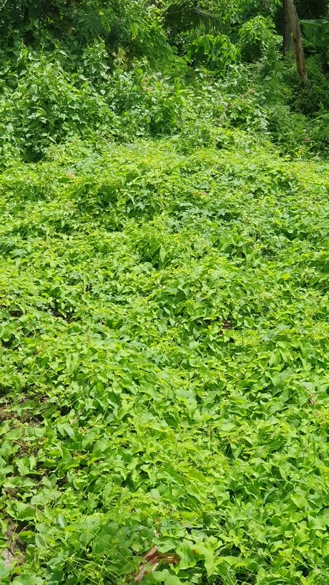 Lush green foliage patterns in Indonesia Stock Footage 331272536