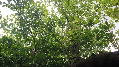 Lush green foliage patterns in Indonesia Stock Footage 331332873