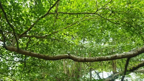 Lush green foliage patterns in Indonesia Stock Footage 331332984