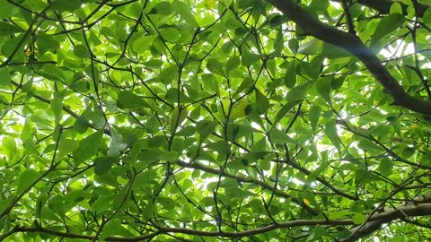 Lush green foliage patterns in Indonesia Stock Footage 331333017