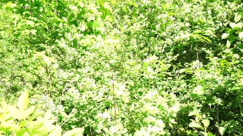 Lush green foliage with small white flowers under bright sunlight creating a Stock Footage 337221905